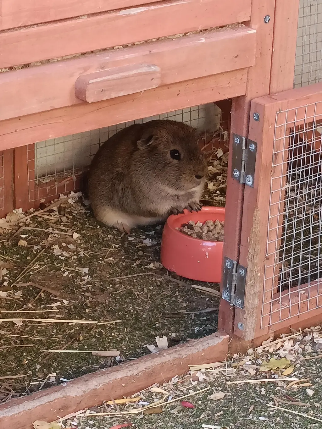 Harmony Haven guinea pig Bambi