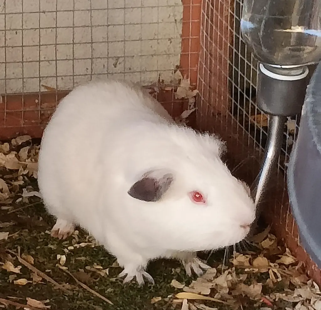 Harmony Haven guinea pig Snow